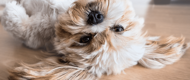 vaccin du chien